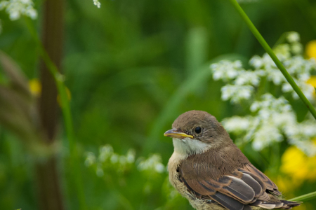 Whitethroat fledgling