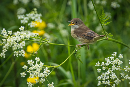 Whitethroat fledgling