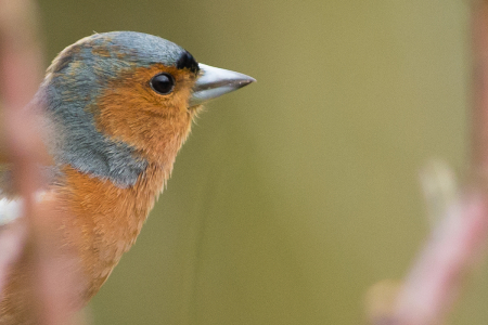 Chaffinch