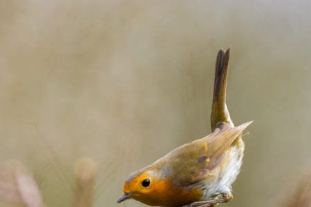 Robin