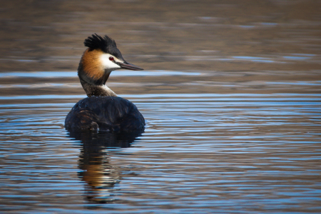 Great crested grebe