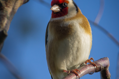 Goldfinch