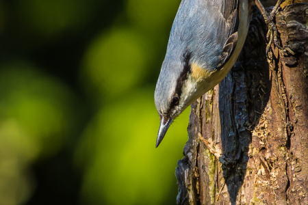 Nuthatch