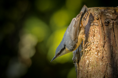Nuthatch