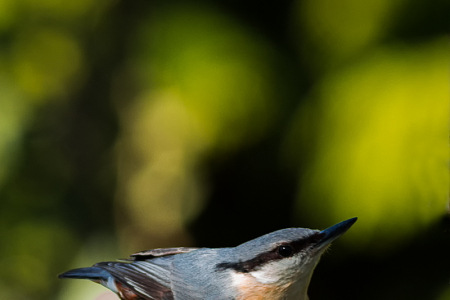 Nuthatch