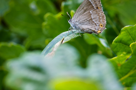 Purple Hairstreak