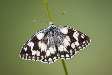 Marbled White (Melanargia Galathea)