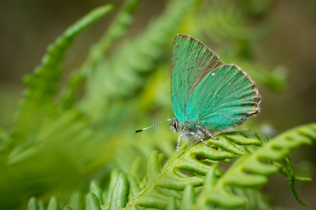 Green Hairstreak