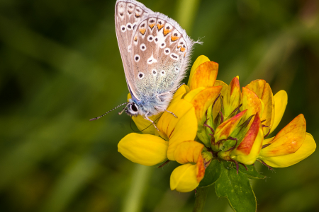 Common Blue (male)