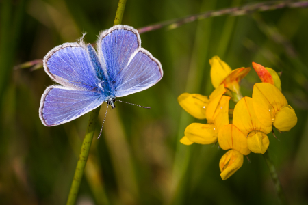 Common Blue (male)