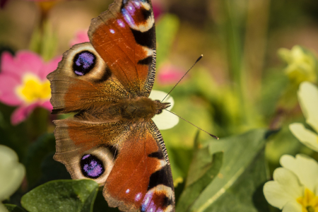 Peacock