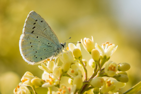 Holly Blue