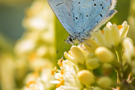 Holly Blue