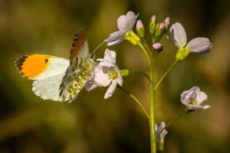 Male Orange Tip