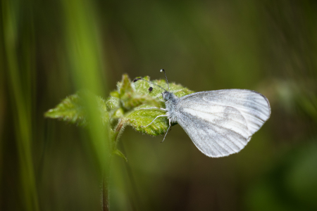 Wood White