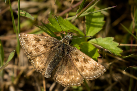 Dingy Skipper