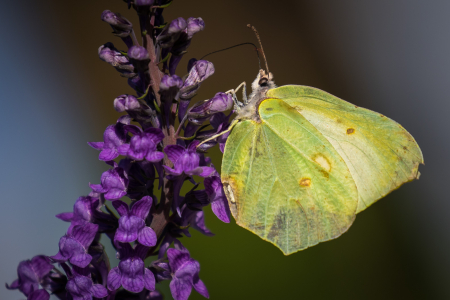 Brimstone