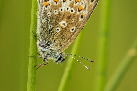 Male Common Blue