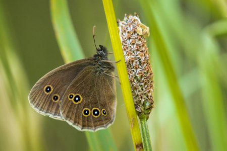 Ringlet