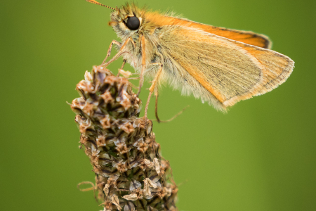 Small Skipper