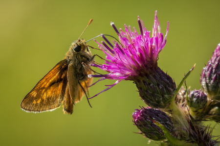 Large Skipper