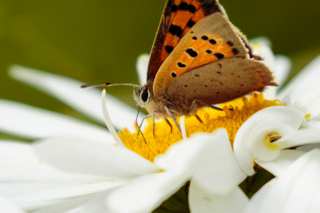 Small Copper