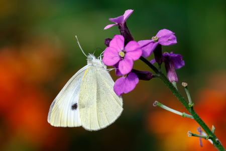 Small White