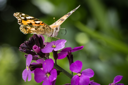 Painted Lady