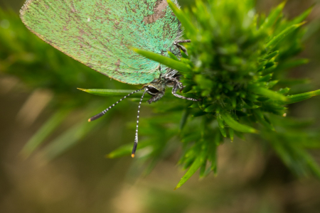 Green Hairstreak
