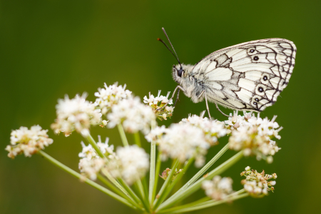 Marbled White
