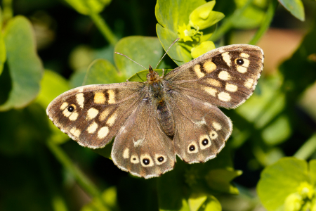 Speckled Wood