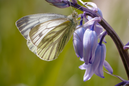 Green-veined White