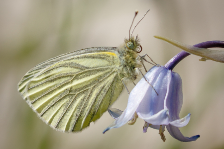 Green-veined White