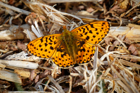 Pearl-bordered Fritillary (m)