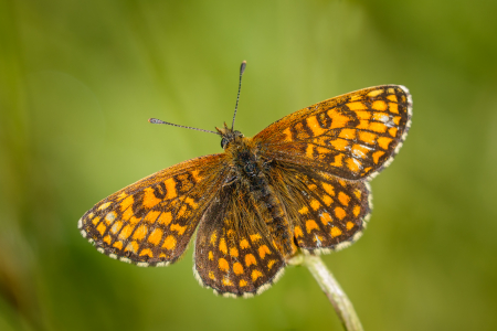Heath Fritillary