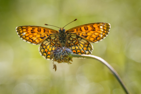 Heath Fritillary