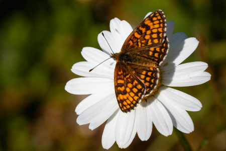Heath Fritillary