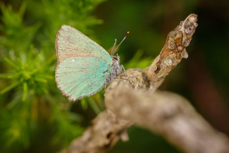 Green Hairstreak