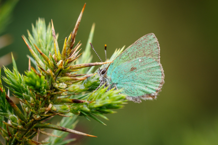 Green Hairstreak