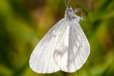 Wood White