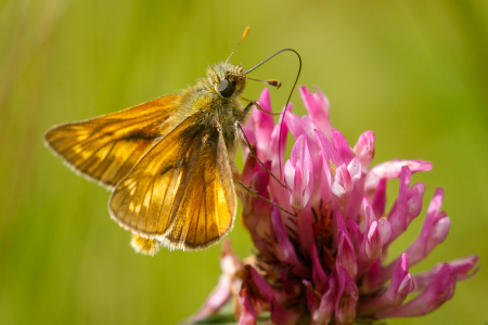 Large Skipper
