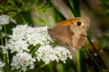Meadow Brown
