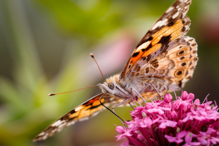 Painted Lady