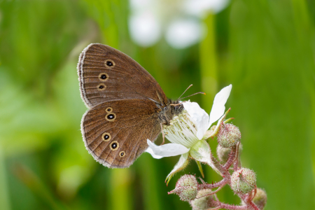 Ringlet