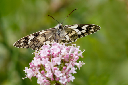 Marbled White