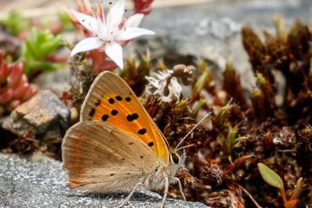 Small Copper