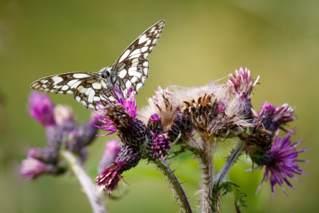 Marbled White (m)