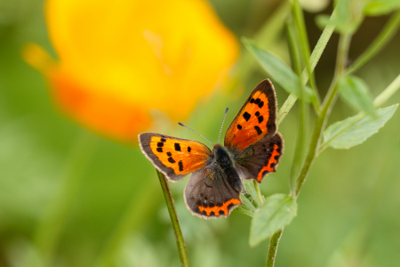 Small Copper