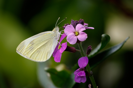 Small White
