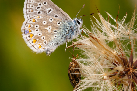 Common Blue (m)